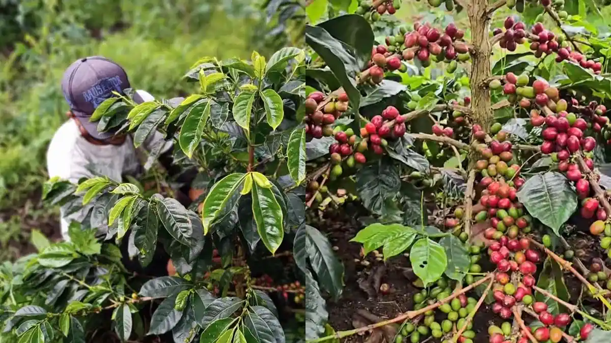5 Alasan Kopi Gayo Jadi Kopi Terbaik Dunia (Wajib Coba!)